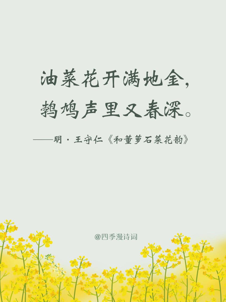 油菜花开满春天的田野 金色的海洋 明亮热烈 关于油菜花的诗词分享 明