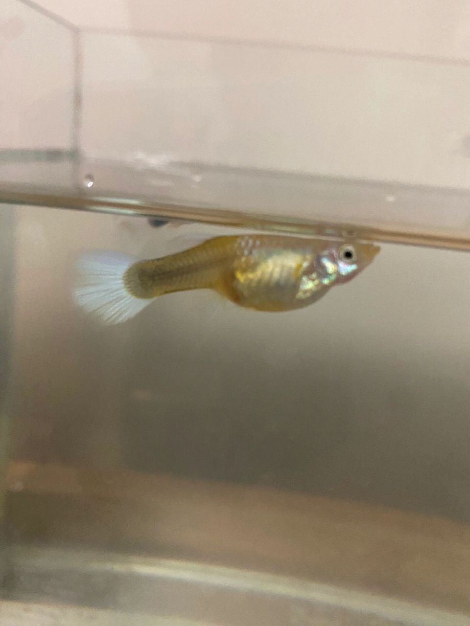 孔雀鱼生小鱼怎么看 求助一下大家,怎么看小鱼是不是快生了?