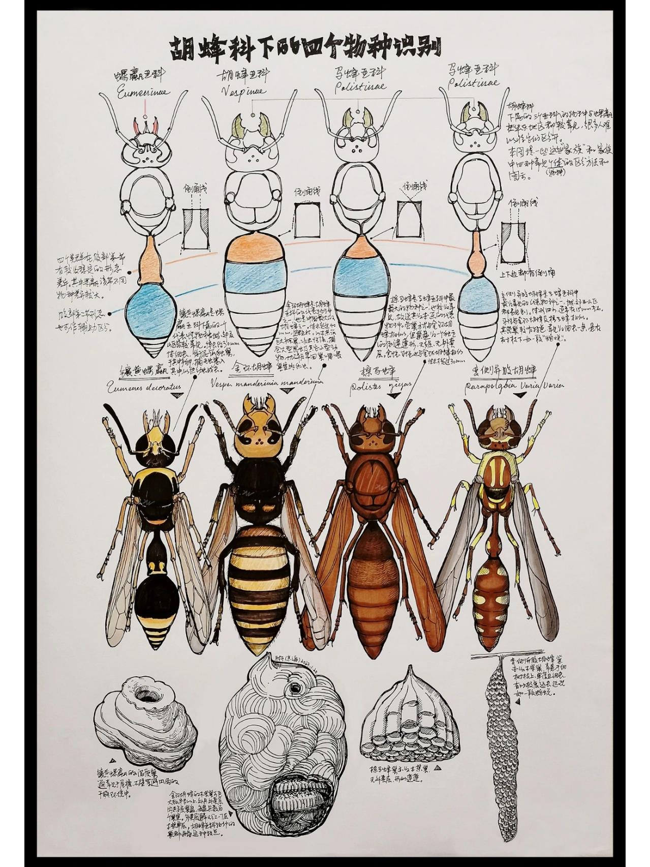 常见胡蜂个体比较图图片