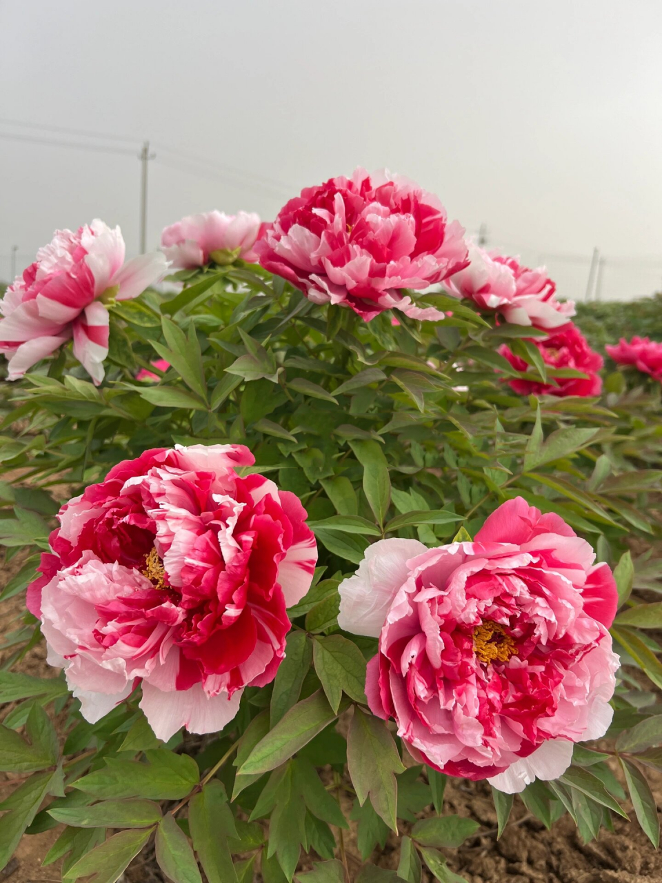 牡丹品种～岛锦 岛锦,日系品种,复色系,蔷薇花型,是太阳的芽变品种.