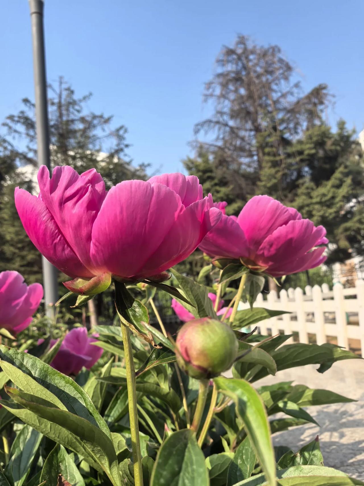 芍药花照片