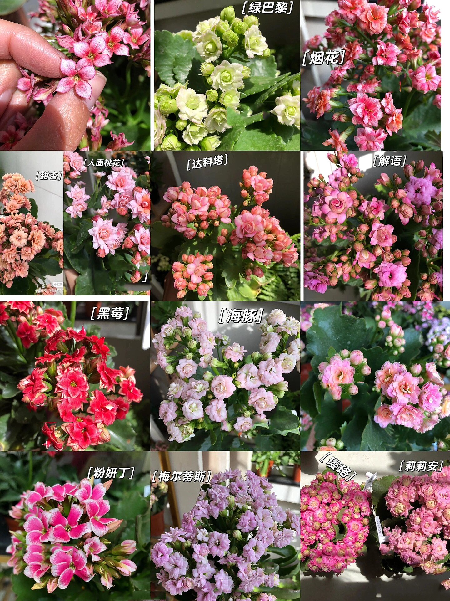 长寿花大全100个品种～你最爱的是哪一个呢?