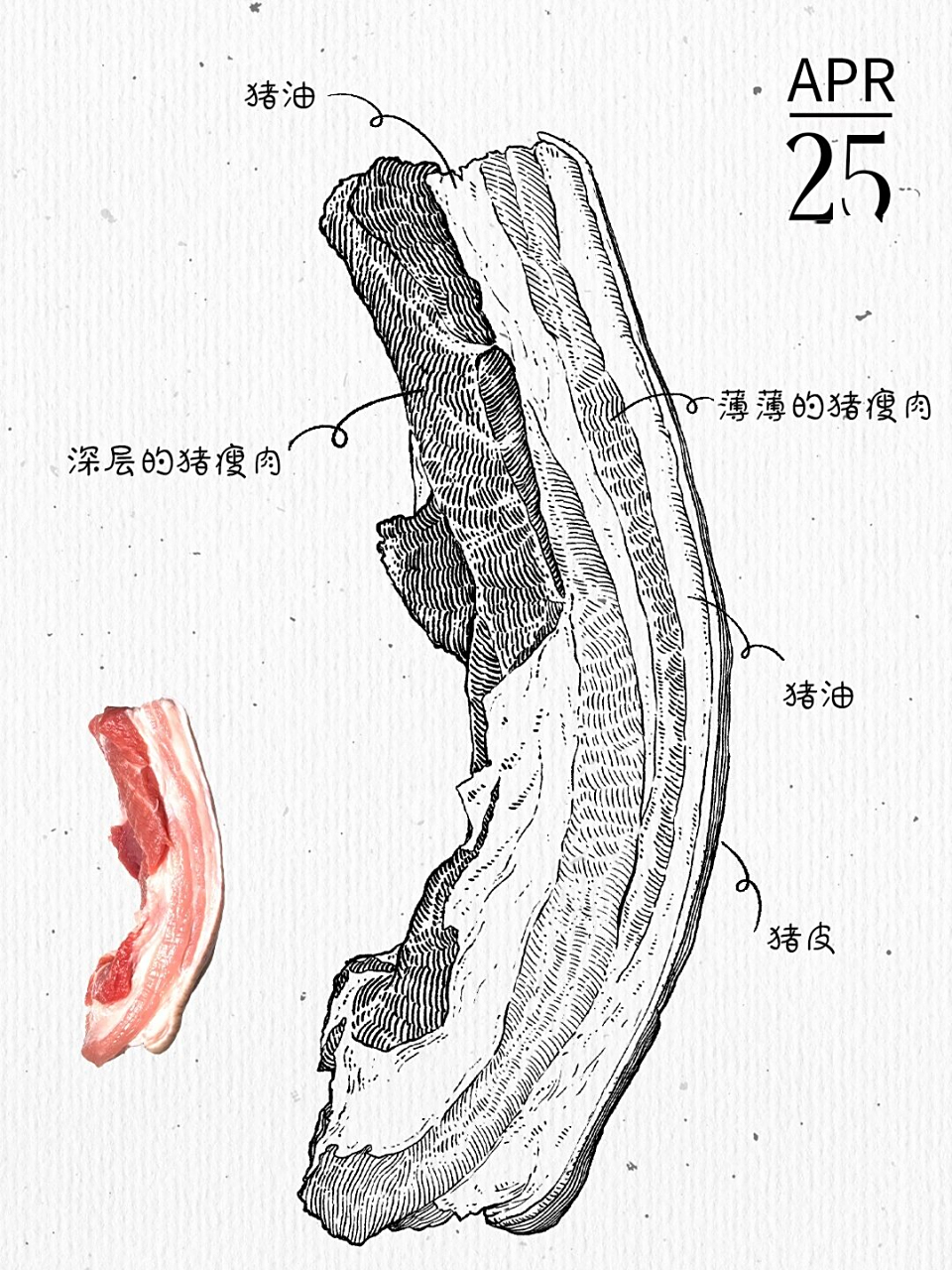 钢笔画 这次跟阿奔老师学画画的作业打卡画猪肉写生,五花肉.