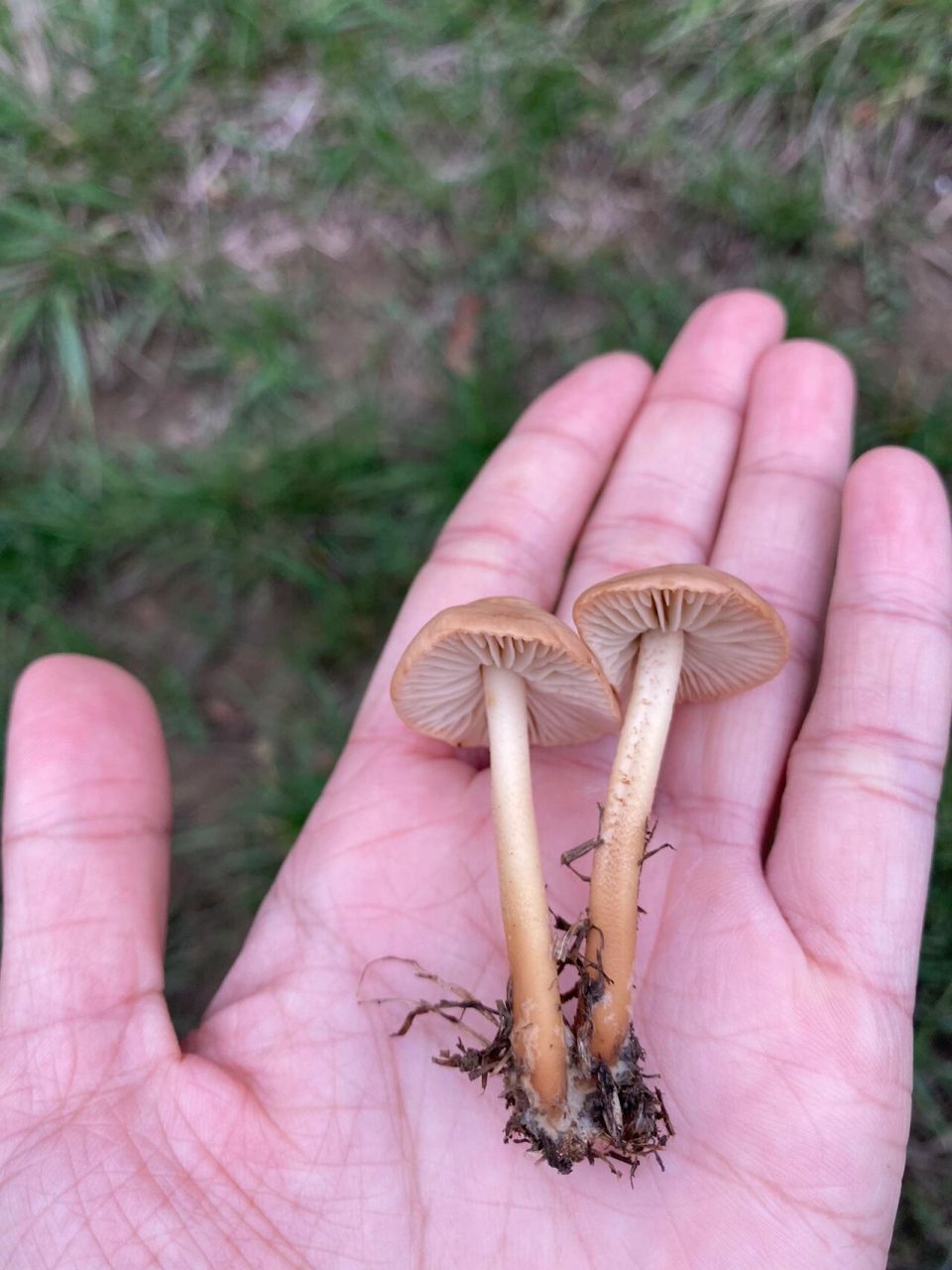 硬柄小皮伞|据说可以拿来做曲奇饼干?