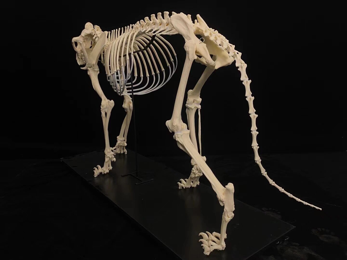 非洲狮子骨骼标本(模型