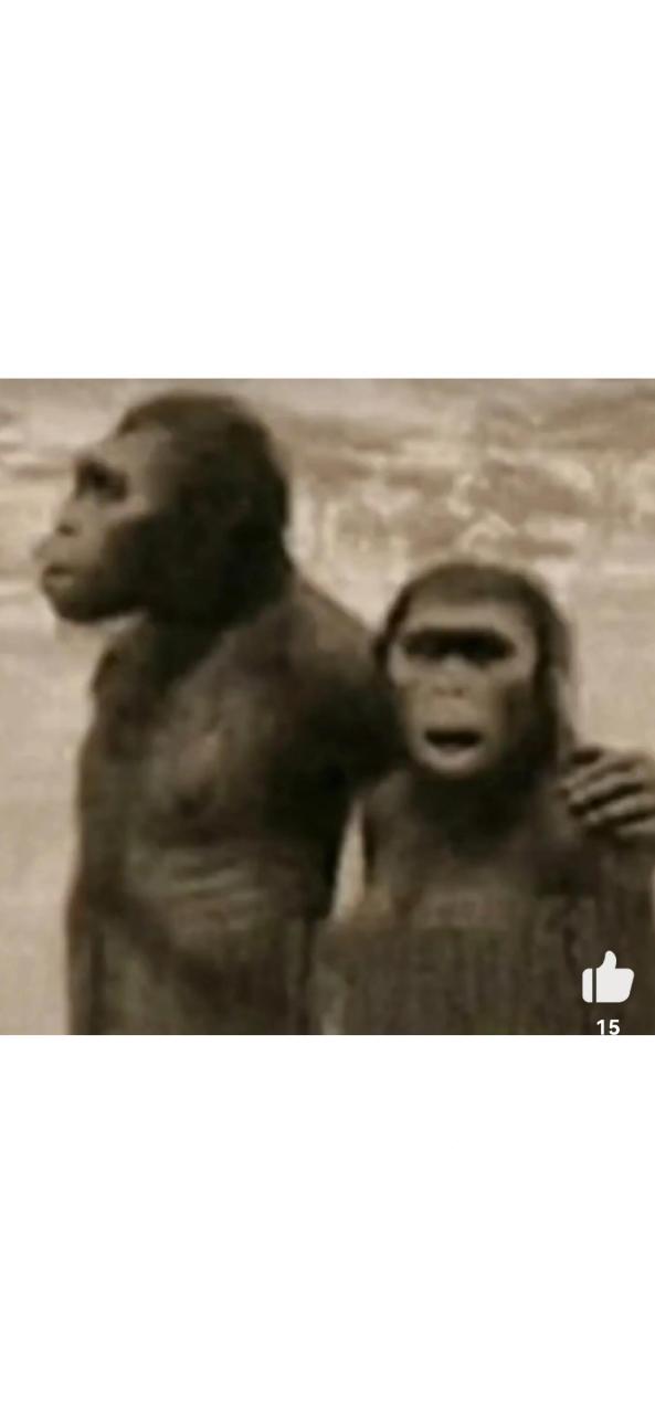 非洲大陆生活着一群快乐的猿人——南方古猿 1前人类:非洲大陆生活着