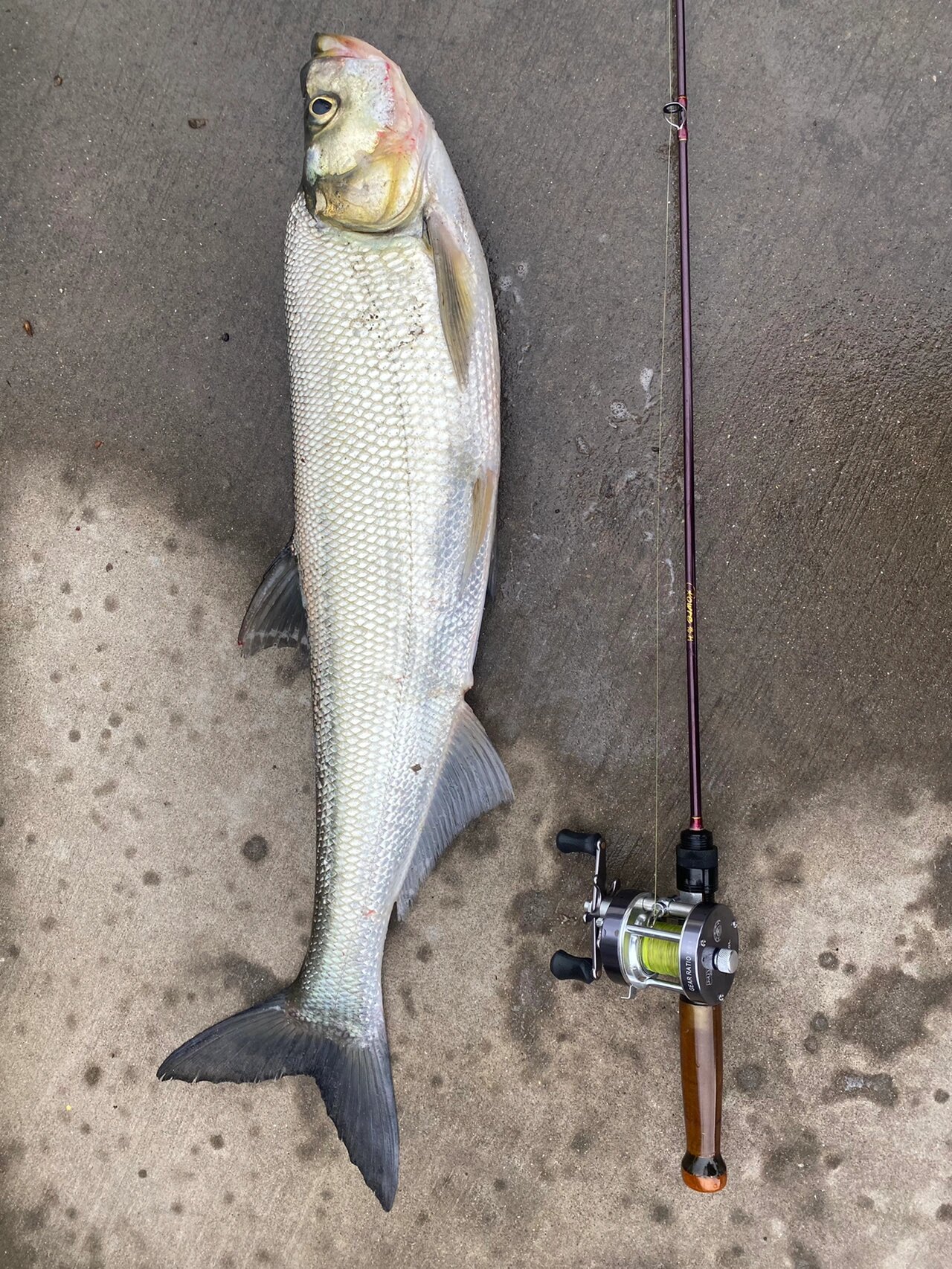 可遇不可求,河道中亚米级翘嘴