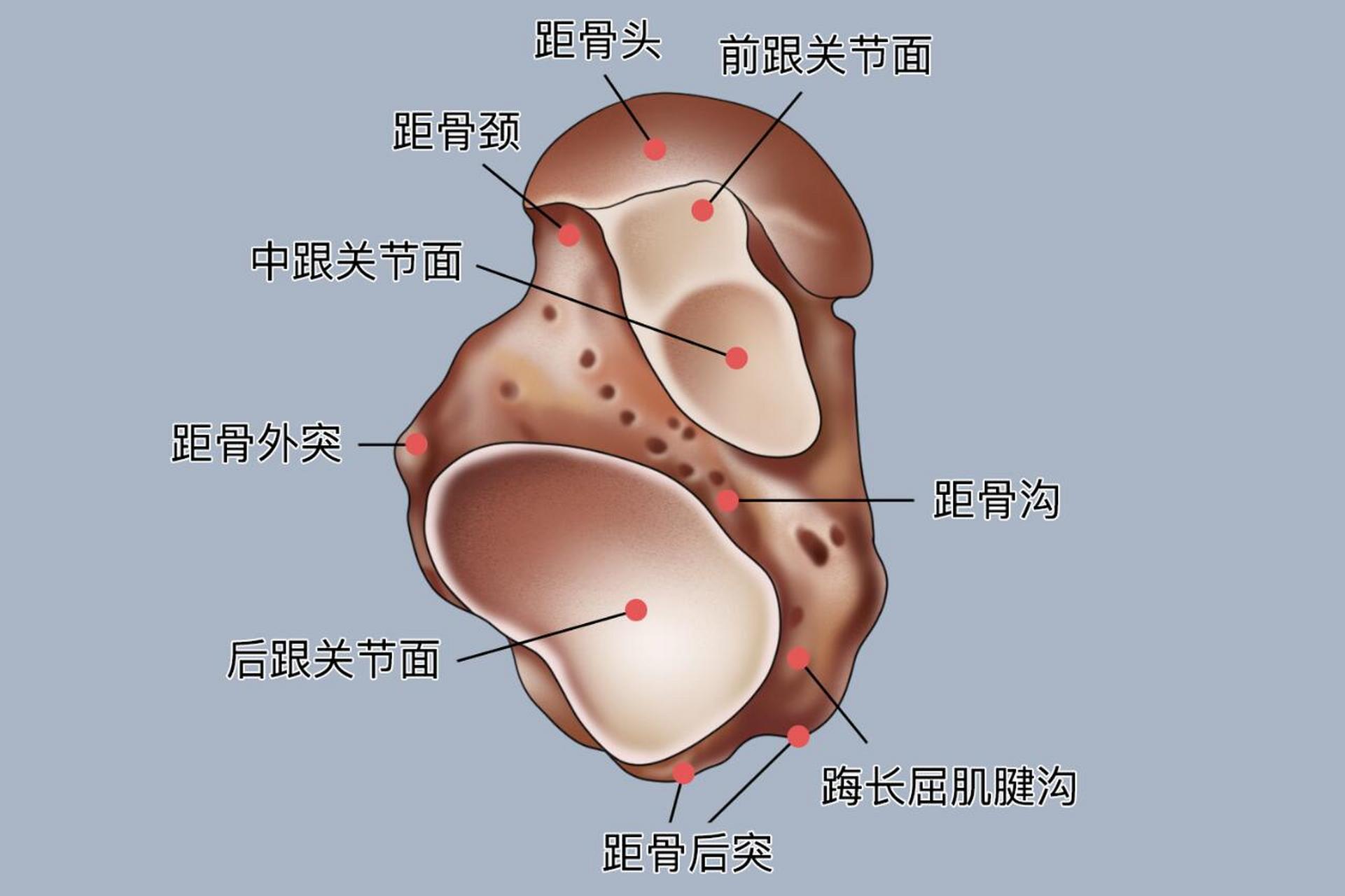 胫距关节面图片