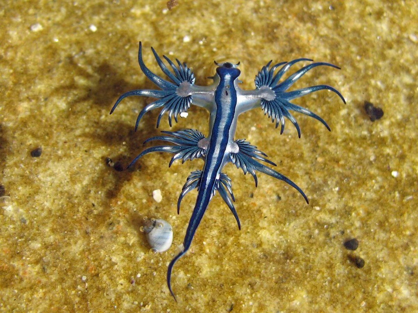 【 蓝龙 】 93大西洋海神海蛞蝓(学名:glaucus atlanticus)是海神鳃