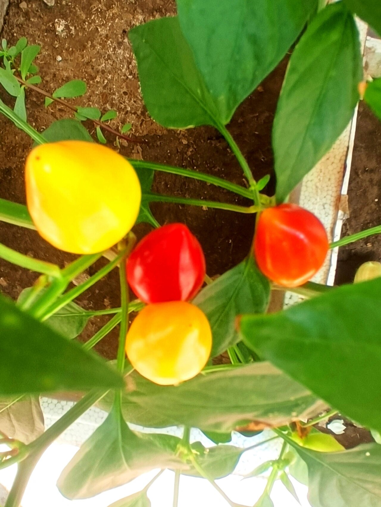 朝天椒的花语是:热烈激情. 摄于夏末的彩色朝天椒.