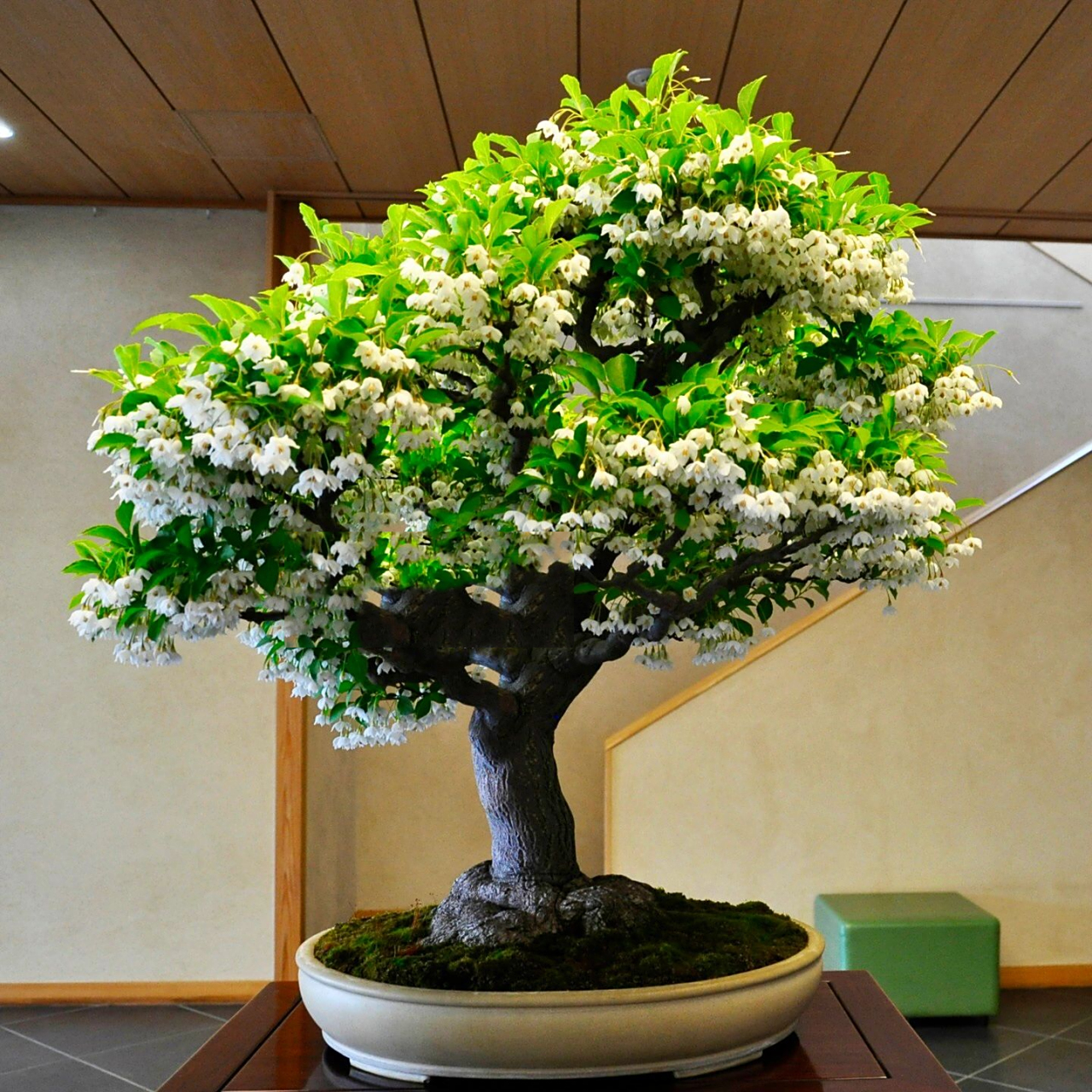 野茉莉|盆栽欣赏