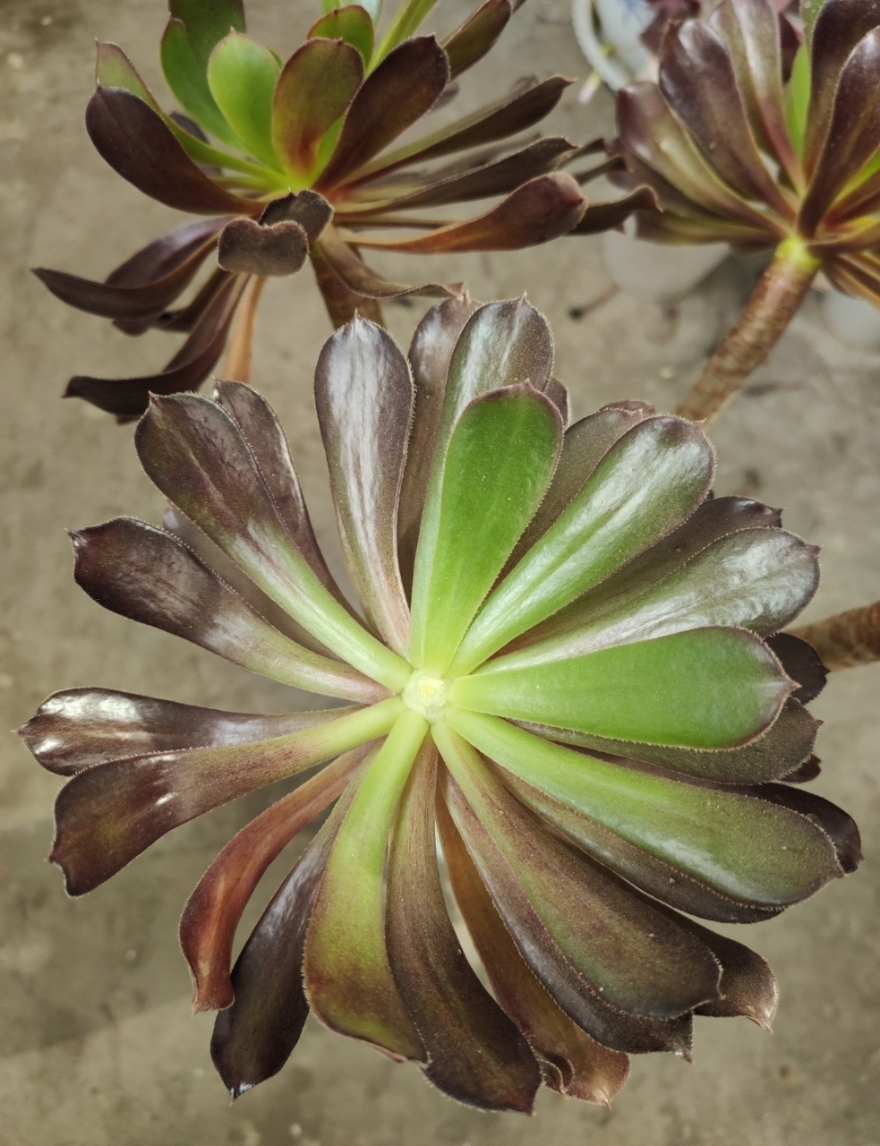 多肉黑法师如何砍头变多头变手捧? 多肉黑法师砍头在春秋季.