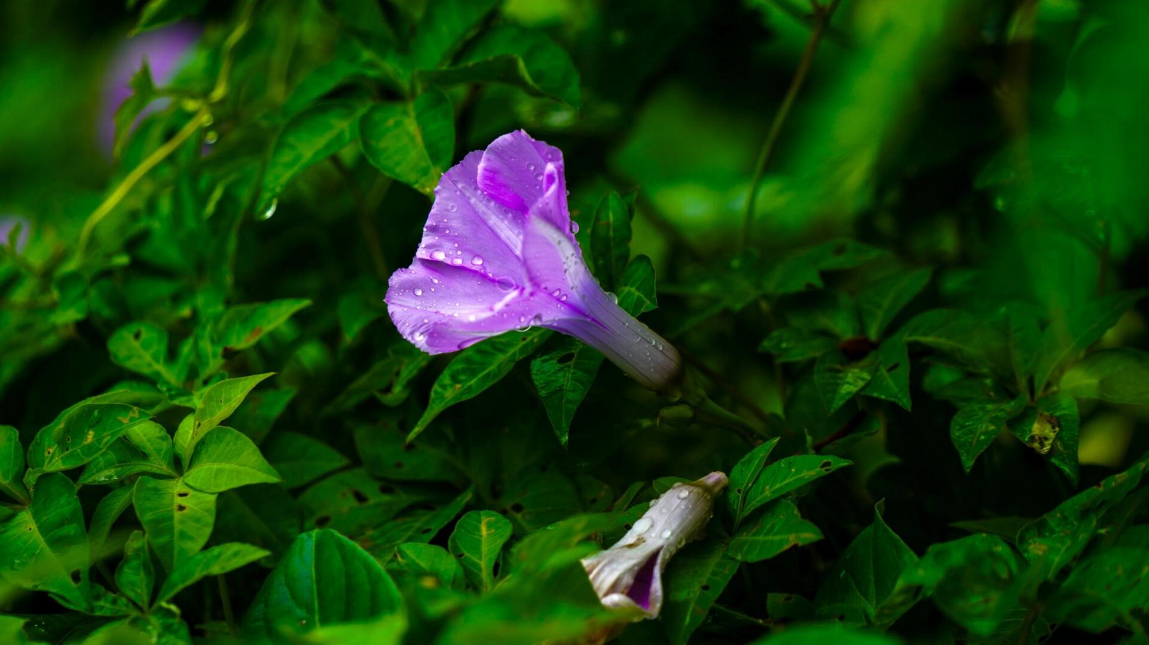 牵牛花,又名喇叭花,牵牛子,属旋花科,因花朵酷似喇叭状,故也称为