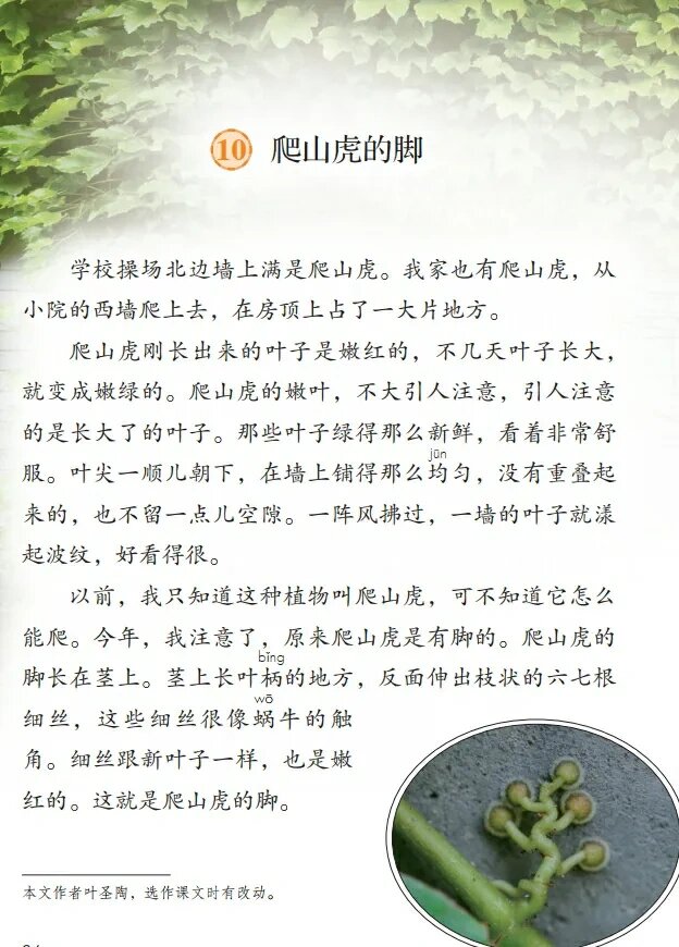 爬山虎介绍图片