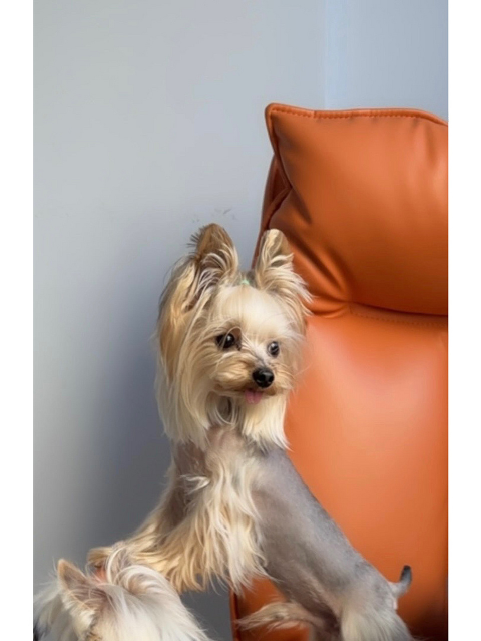 家庭自繁约克夏 父母以及祖辈都是拖地长毛 金头银背,眼鼻比例好,还有