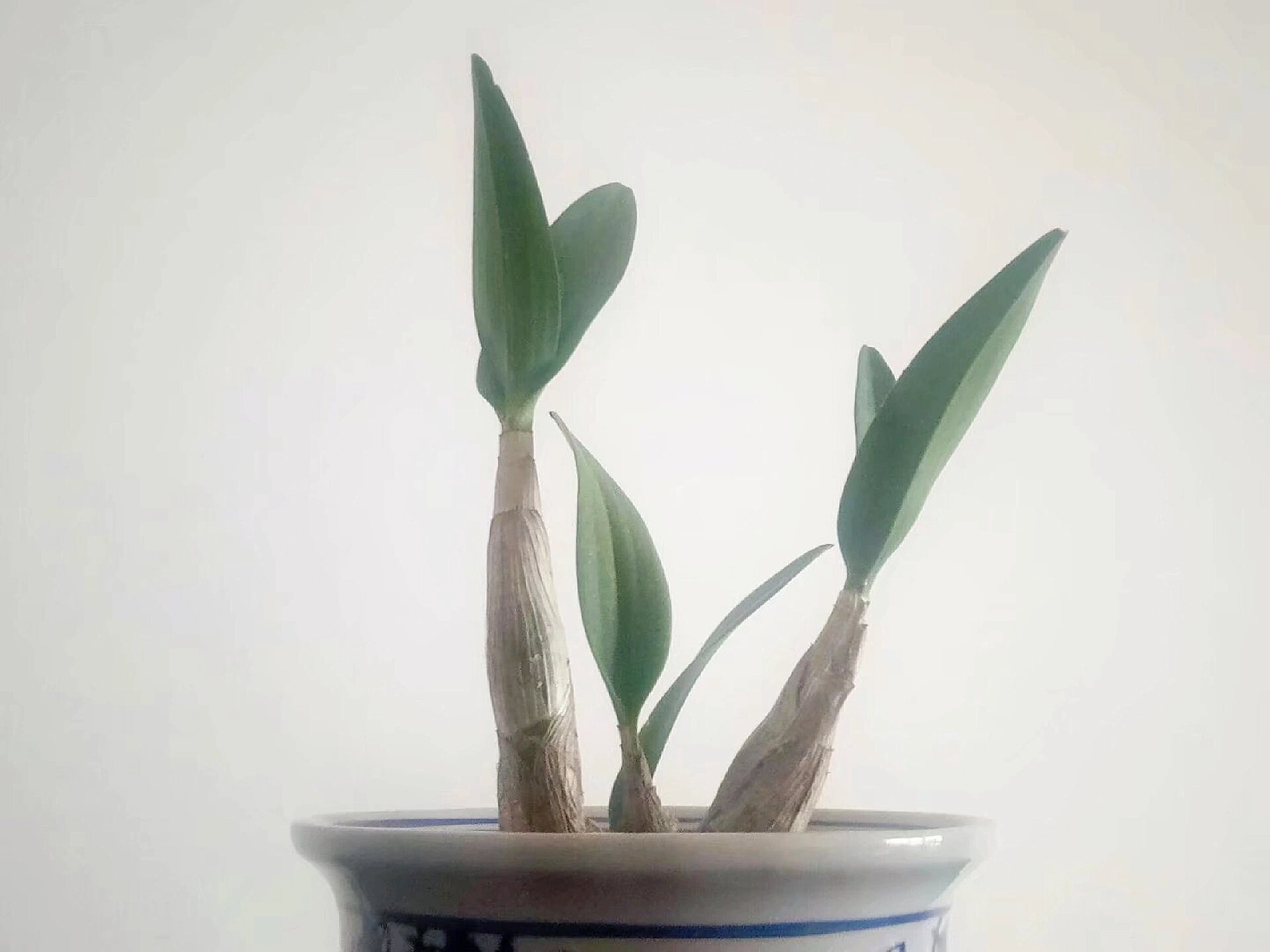 四季常开の泼墨秋石斛 这盆泼墨秋石斛,是2020年四月份从网店"花无缺"