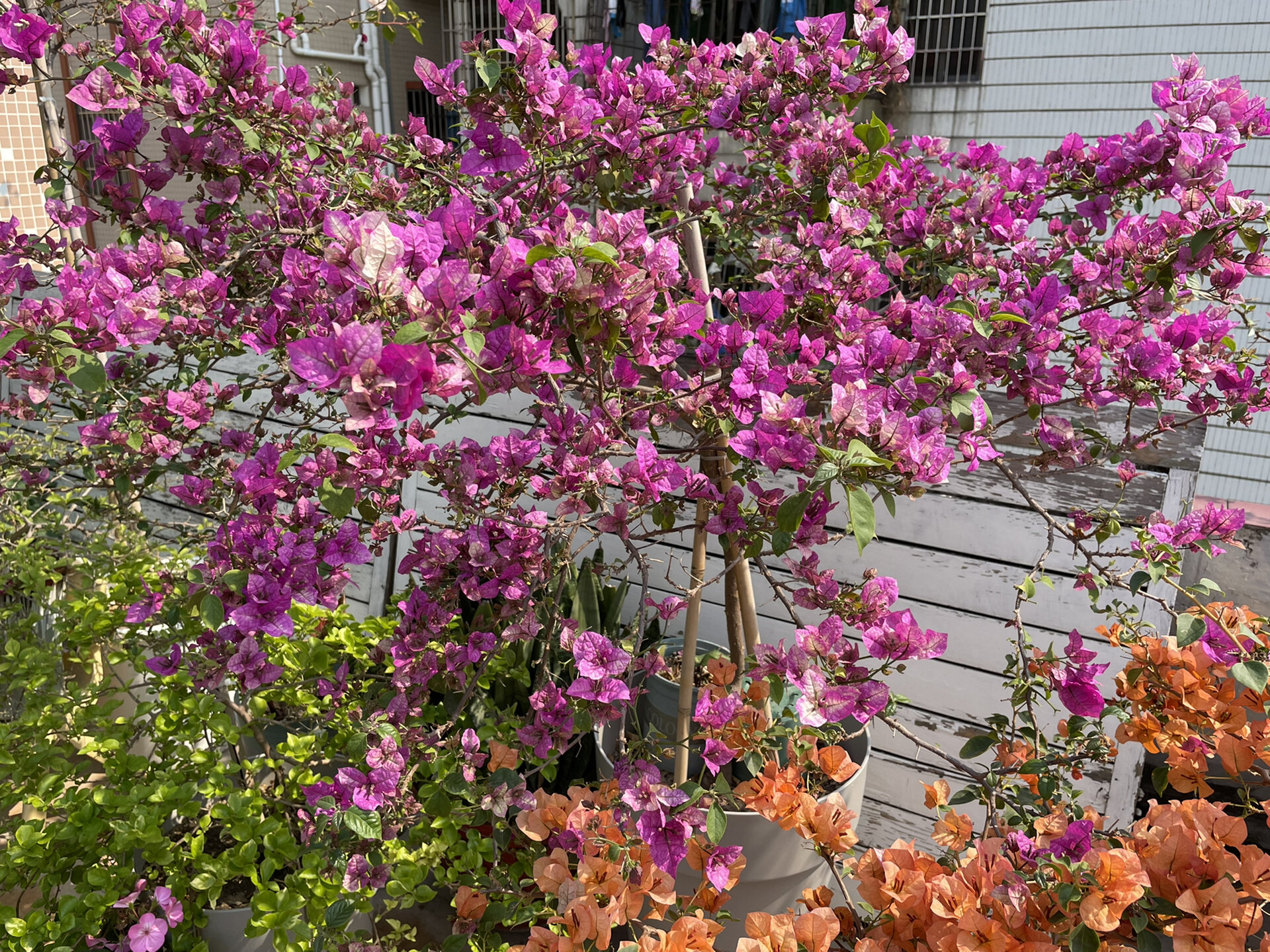 1.5米高的三角梅末代皇帝,温度高花色艳丽