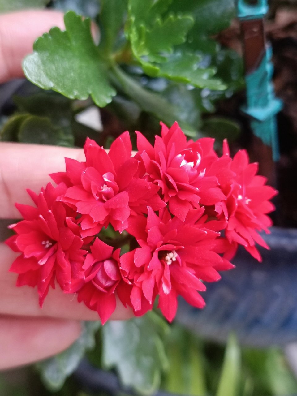 长寿花——非洲红宝石 颜色很正的红,养了几年,没照顾好,茎软趴趴地