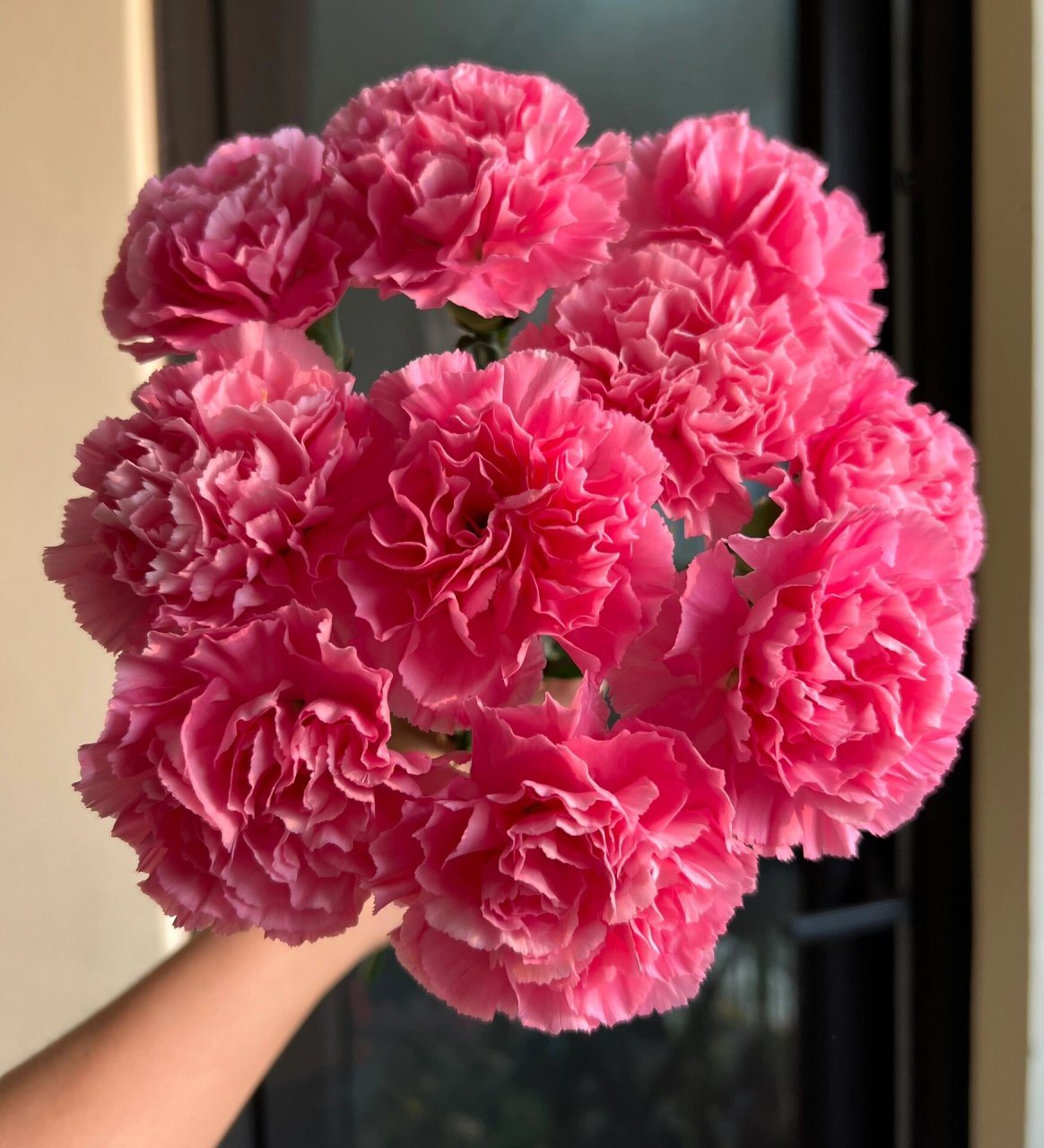 小桃红. 桃红色,好开,开放度大,花朵很圆.