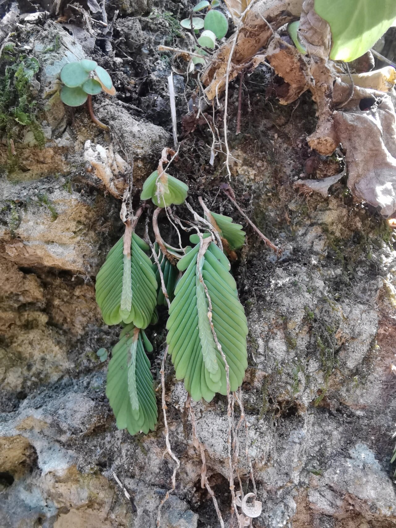 楼梯草家族里,它算超级可爱型,可惜还没有引入园艺种植.