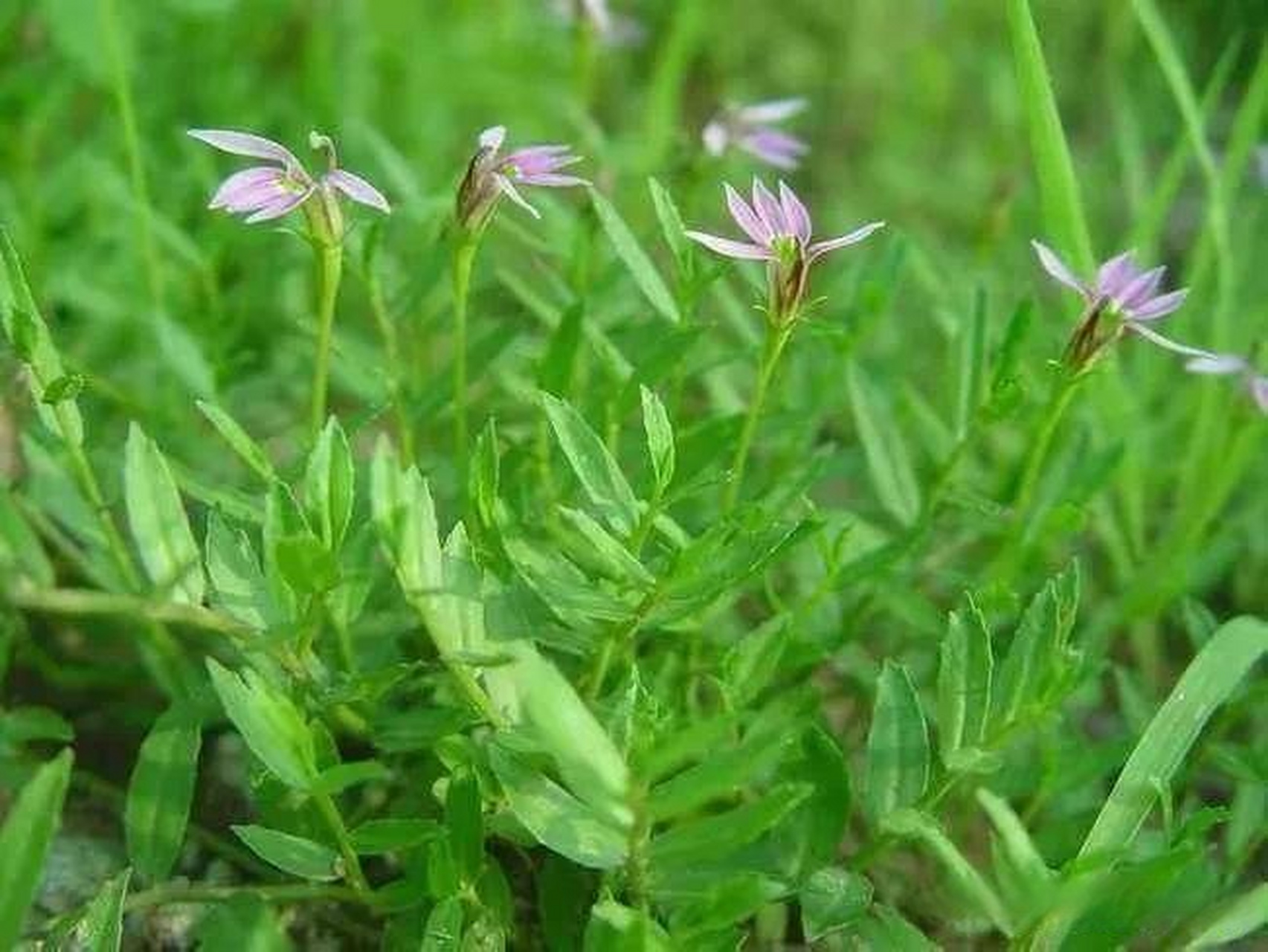 看见一种叫肿瘤之王草药,名叫半枝莲,韩信草;是一种特别的草药!