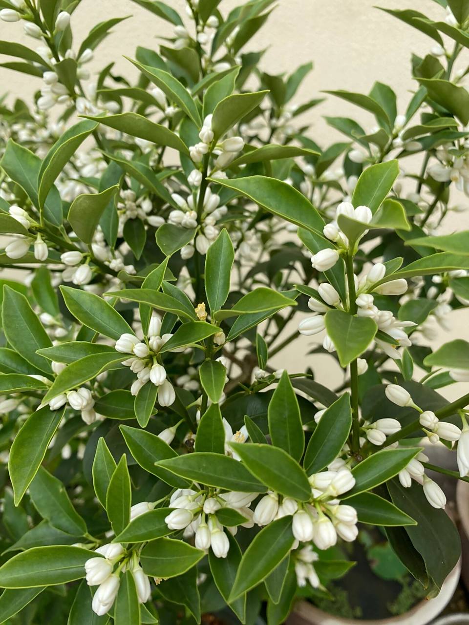 求助贴:只开花不结果 脆皮金桔开了那么多花,一个果子都没留下来,这是