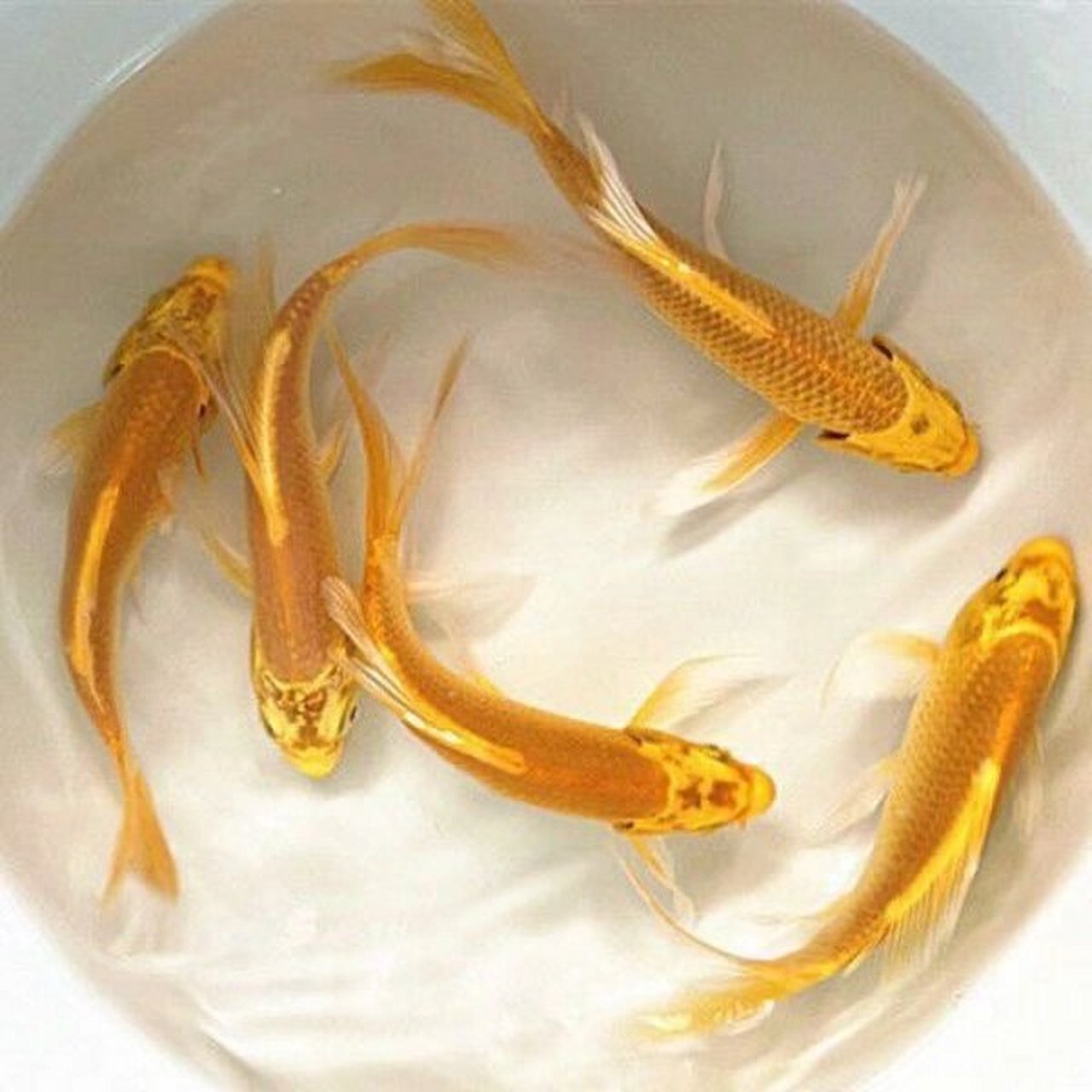 黄金锦鲤招财鱼风水鱼好养耐活 好养 耐活 黄金锦鲤 招财 风水 观赏