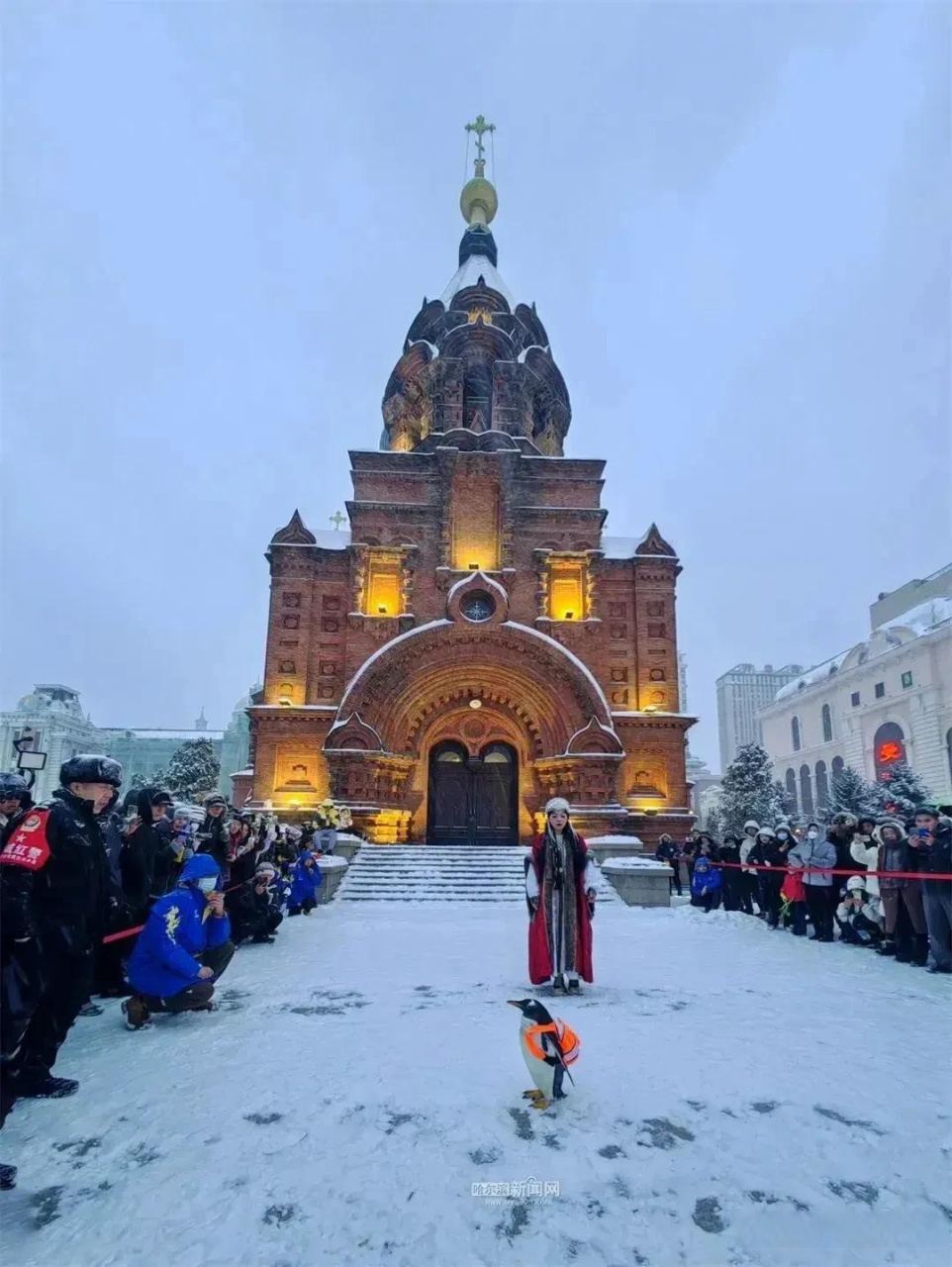 您喜欢哈尔滨吗 黑龙江冰雪天使,哈尔滨极地公园的淘学企鹅,太萌了!
