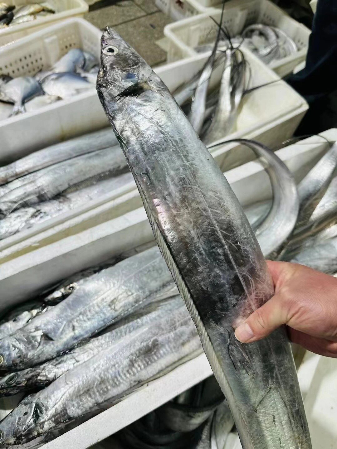 大连纯正野生渤海湾刀鱼