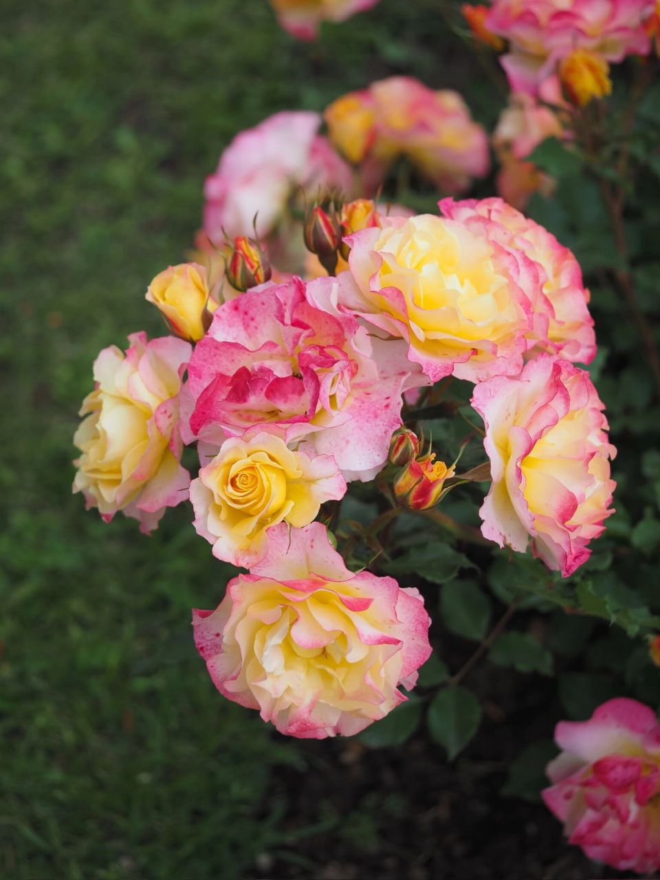 科德斯月季 田园憧憬 landlust