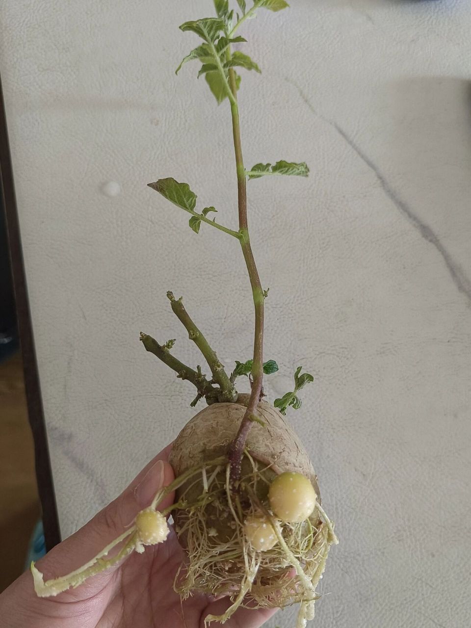 快来参观,可把我牛坏了啊! 水培土豆居然也能长土豆啊,简直太好玩了.