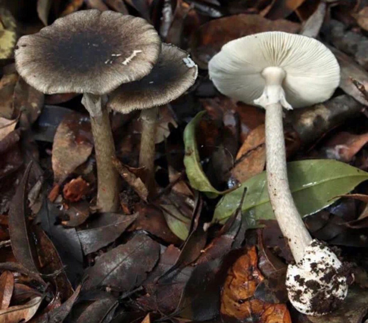 这些剧毒菌大家都认识的吗?