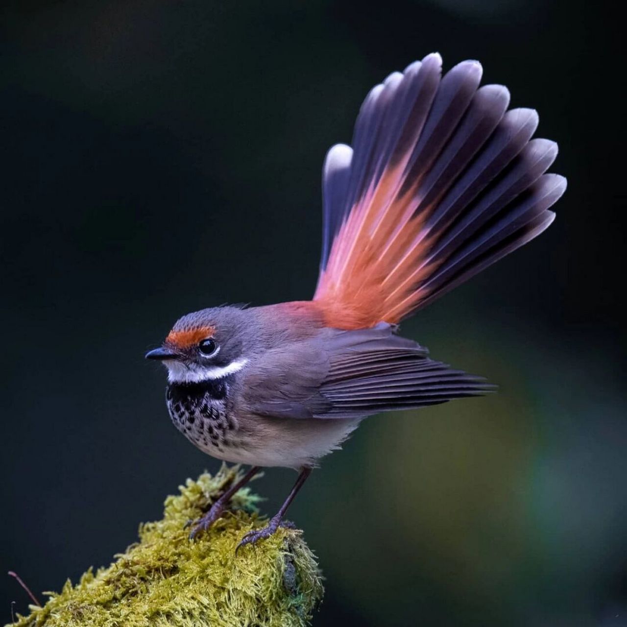 棕额扇尾鹟 #保护动物# #鸟类# #观鸟# #棕额扇尾鹟