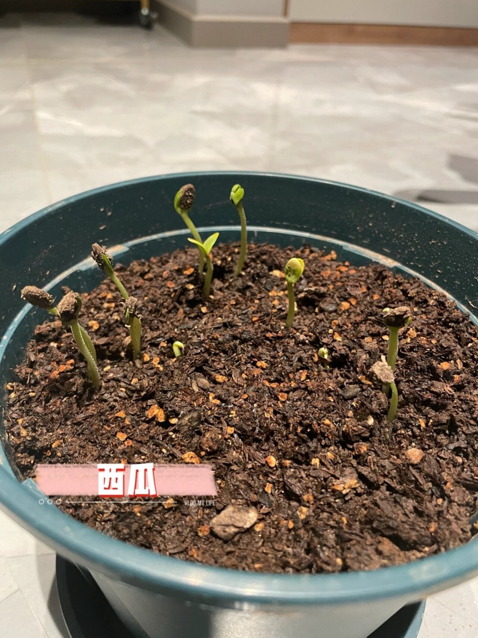 不负春天|播种季|90919796种子已发芽97 993月7日,播种下