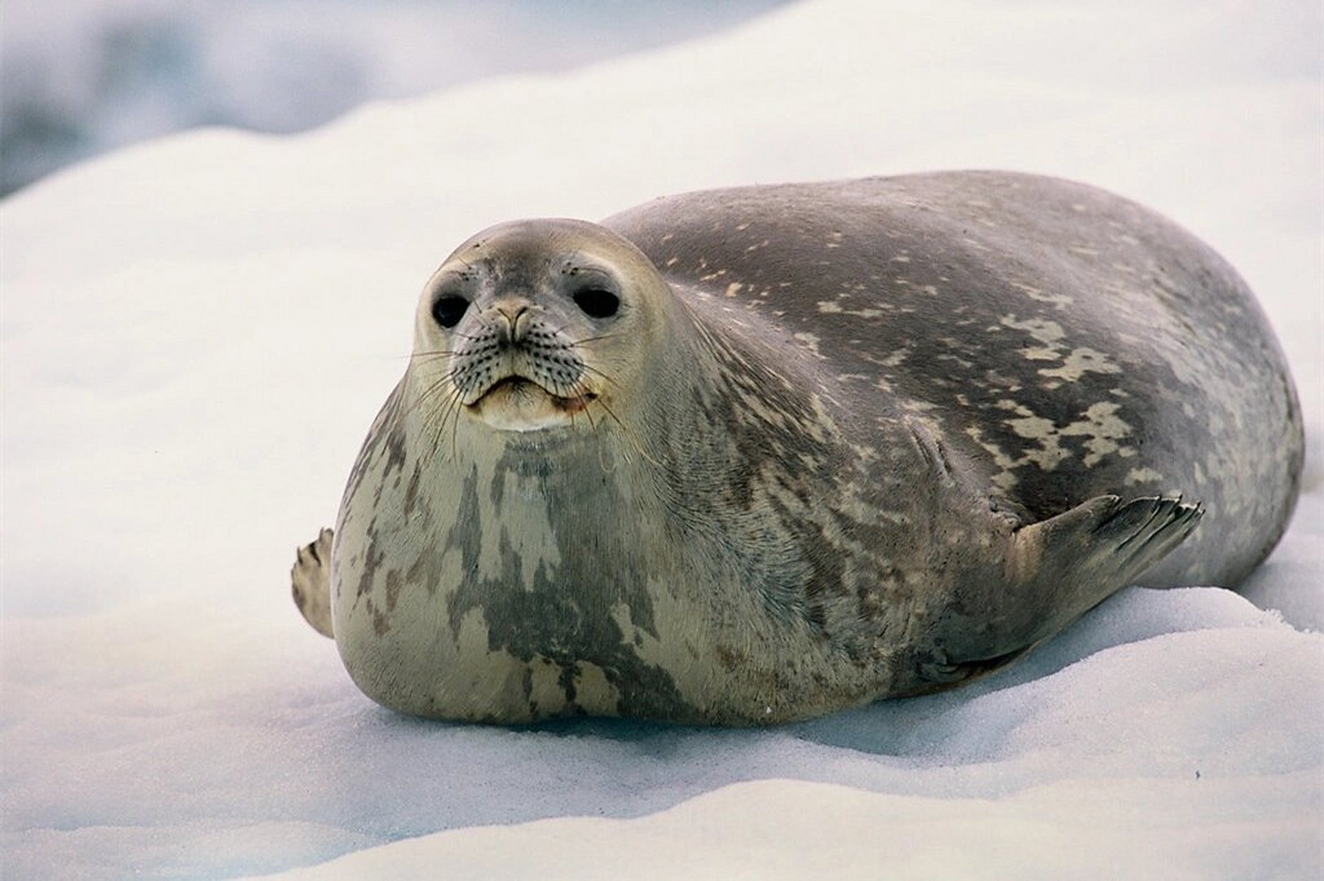 威德尔海豹(英文:weddell seal,学名:leptonychotes weddellii)是以