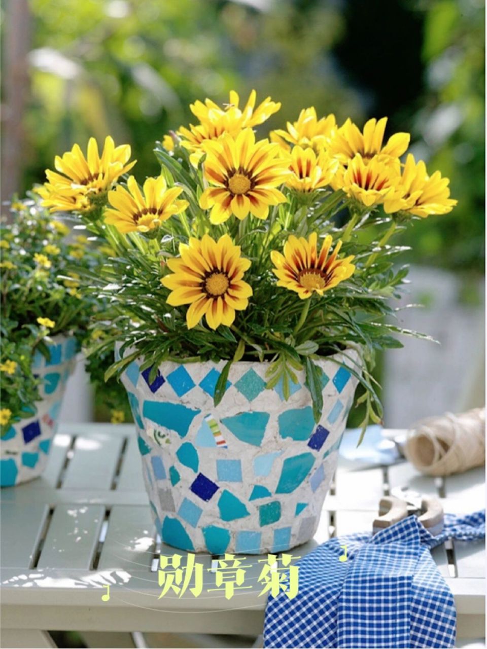 阳台养花|耐热耐晒好养易爆盆10款阳台植物 阳台夏天该养什么花适合