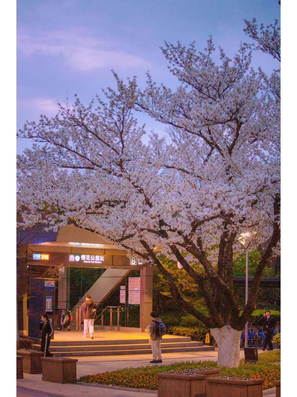 宁波樱花公园|日落浪漫94一期一会 夜樱时分~今天傍晚的粉蓝色天空