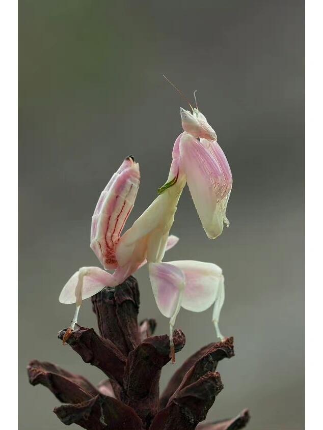 兰花螳螂,还可以当宠物养99好厉害的拟态 兰花螳螂(学名:hymenopus