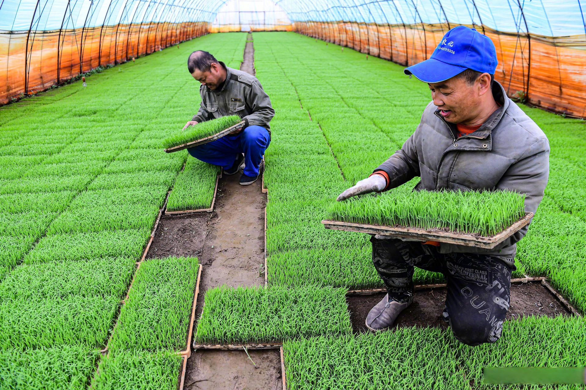 【"工厂化"育秧!苏家屯区水稻秧苗生机勃勃涨势好】眼下,正值水稻育苗