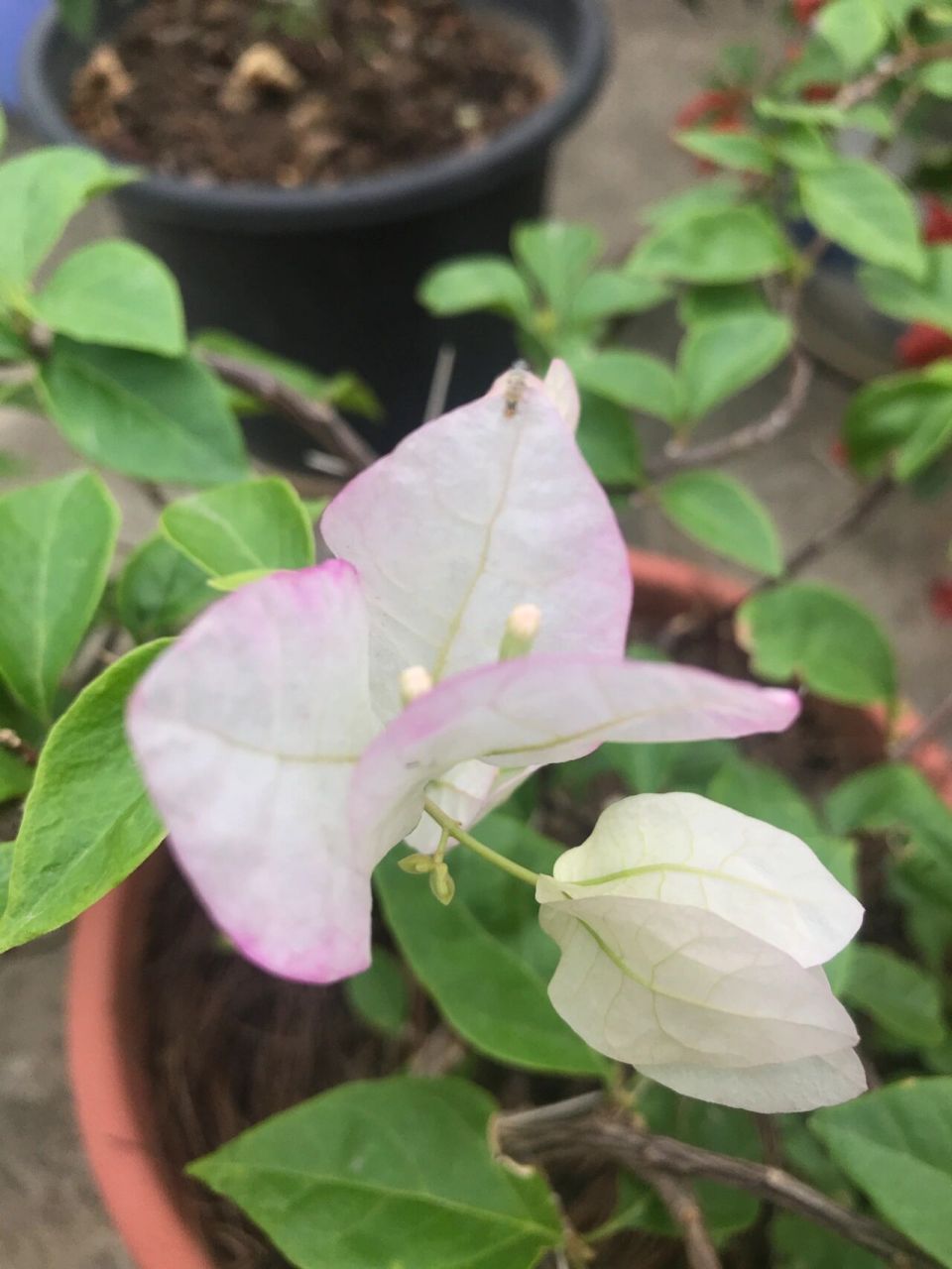 非常仙美又妩媚感的三角梅就是口红三角梅 先是仙气飘飘的粉白花色