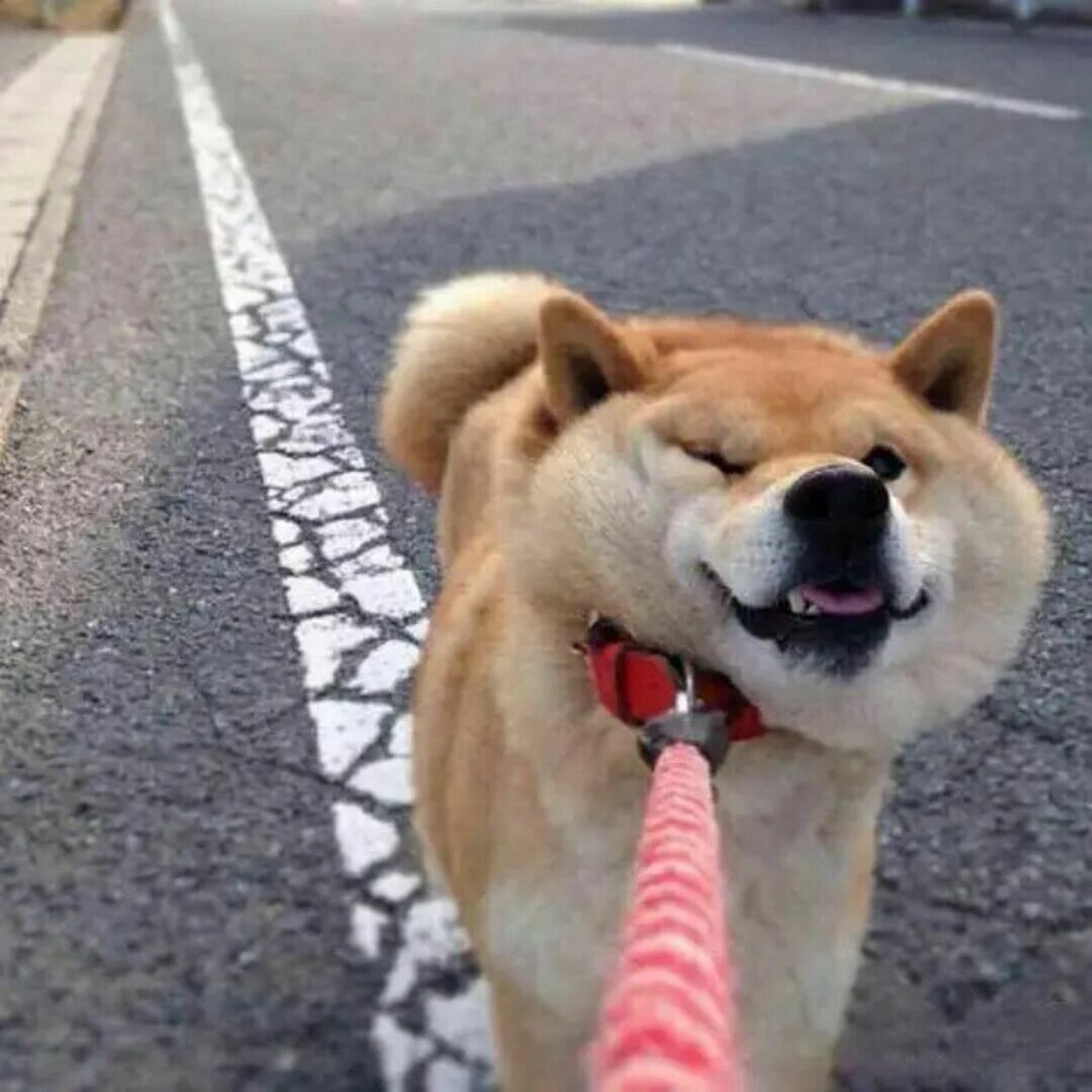 狗狗搞怪头像 7315