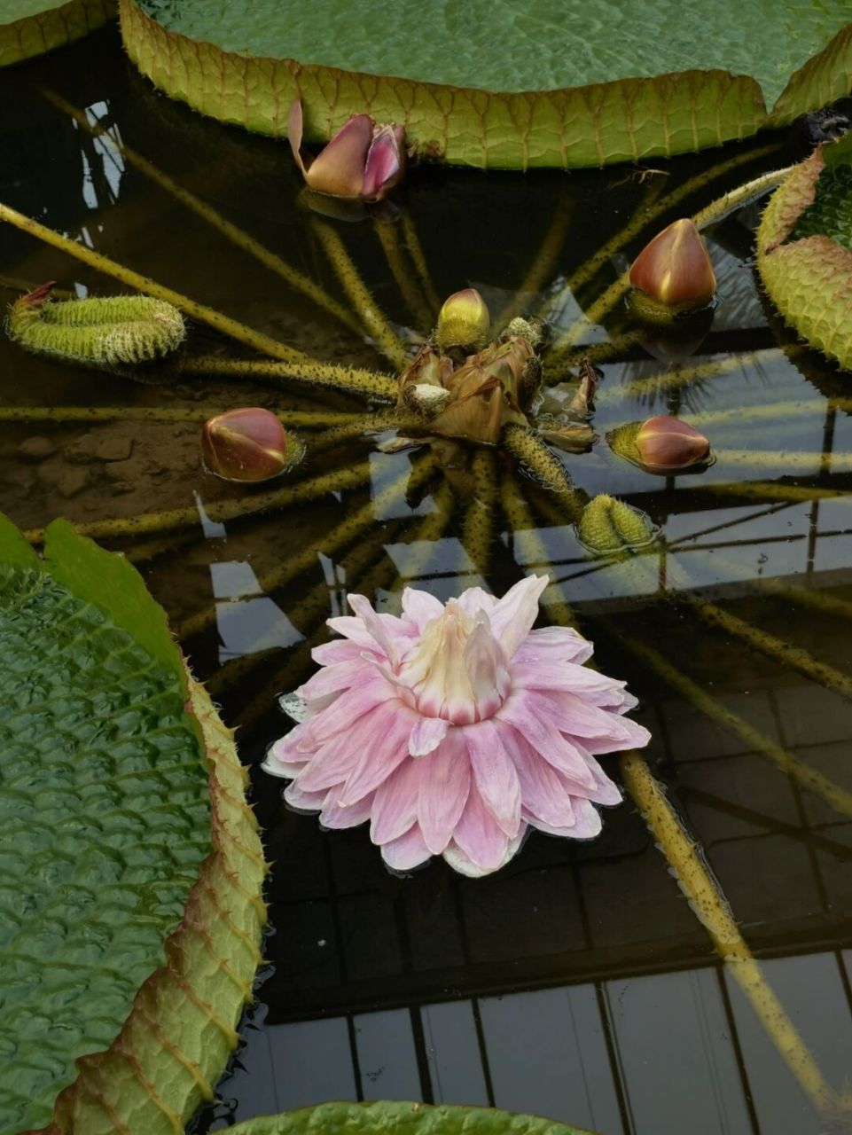 景德镇王莲花图片