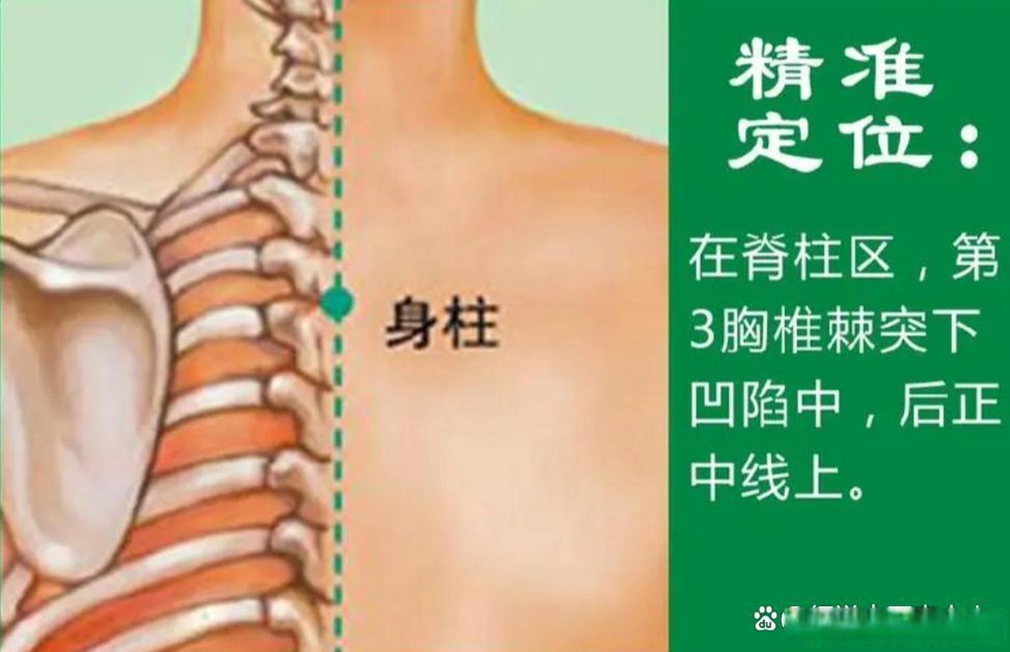 身柱准确位置图和功效图片