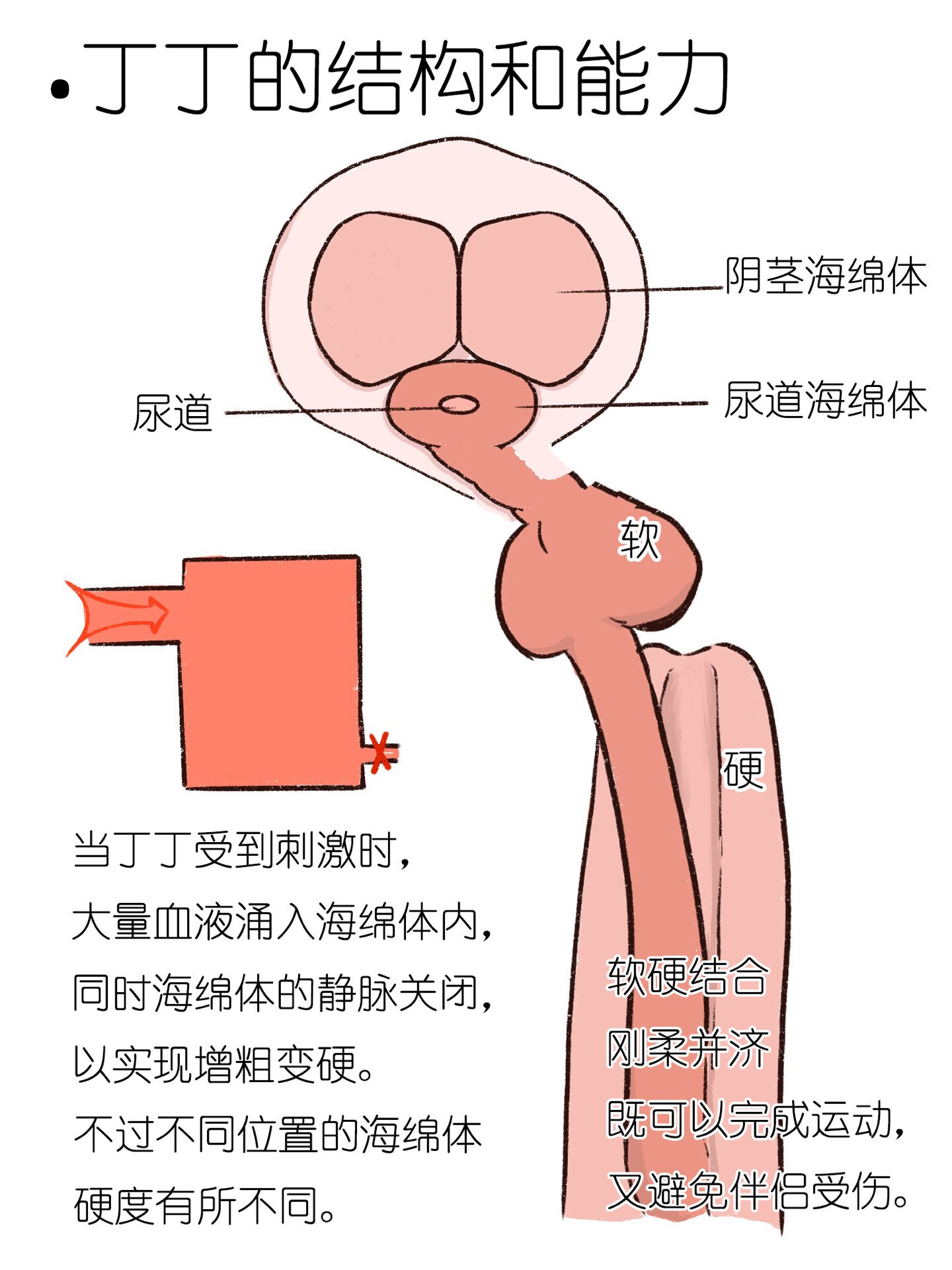 繁殖行为器官图片