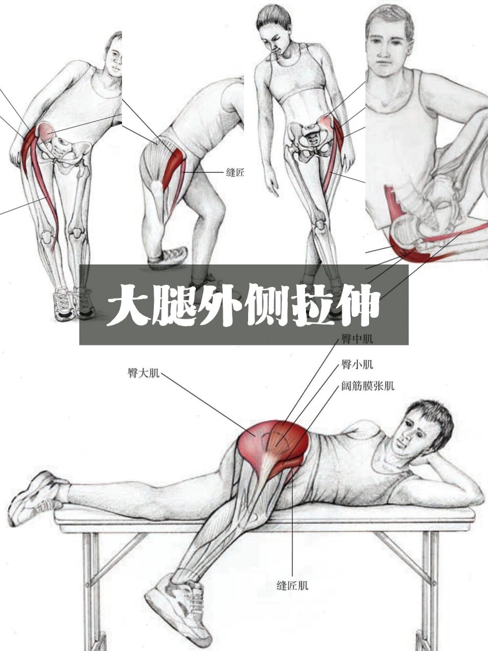 大腿外侧拉伸-阔筋膜张肌【合集】改善假胯宽 外展肌位于大腿和臀部