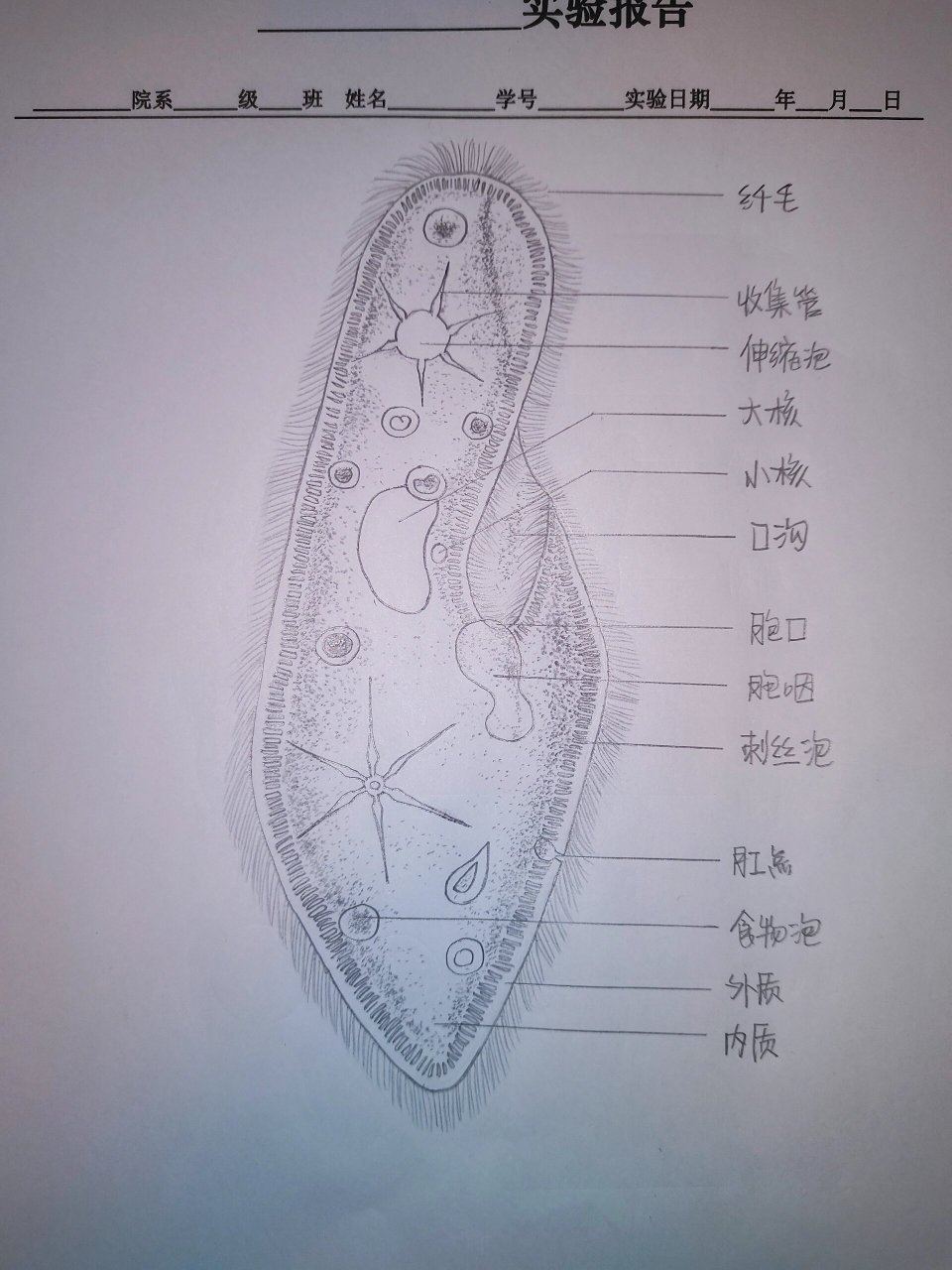 草履虫的结构图绘画图片