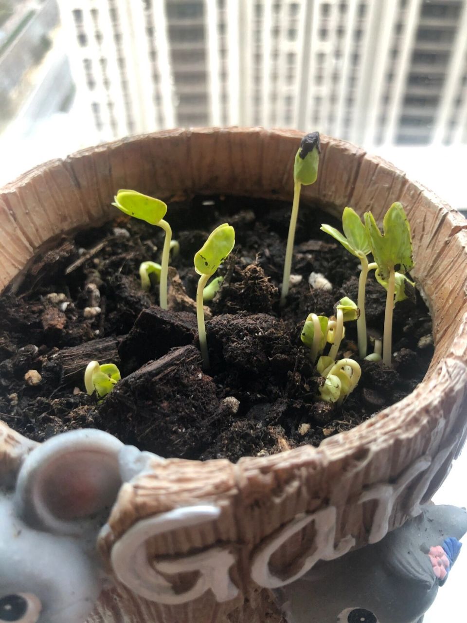 一二年级需要的植物观察记录快收藏起来吧 这个是牵牛花的生长记录,一