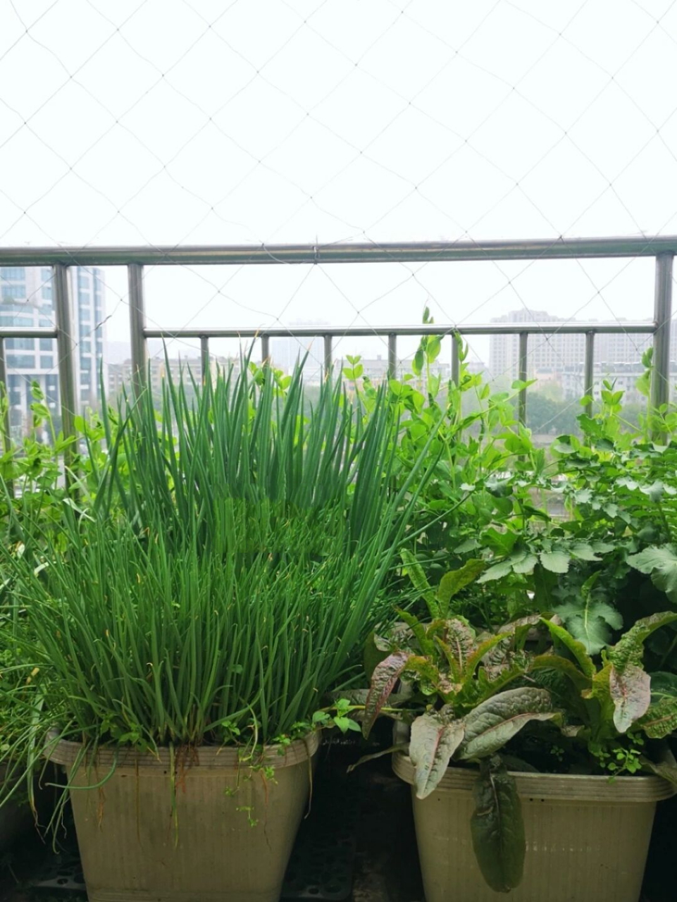 阳台种菜19:盆栽小葱教程 点右下角"展开"👉看种方法.