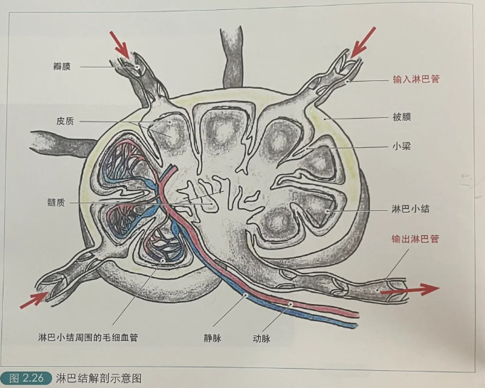 这些淋巴结主要收集手和前臂尺侧的淋巴液.如果这些部位出现病, 