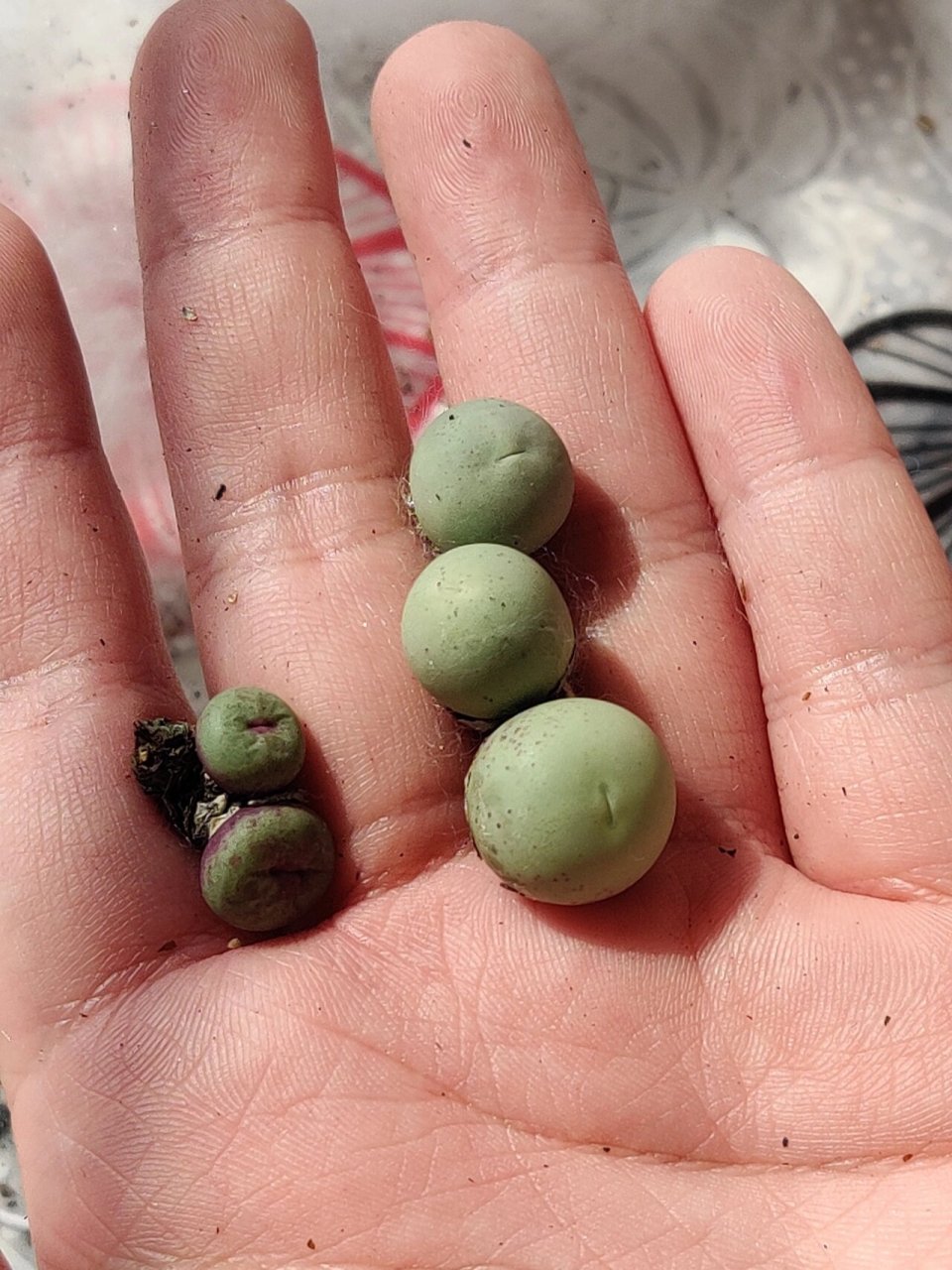 生石花缀化开箱 189缀化,毛汉尼缀化,喜欢各种奇形怪状